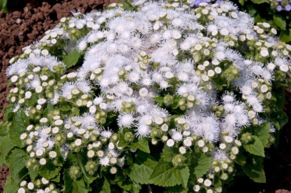 Ageratum Champion White Seeds