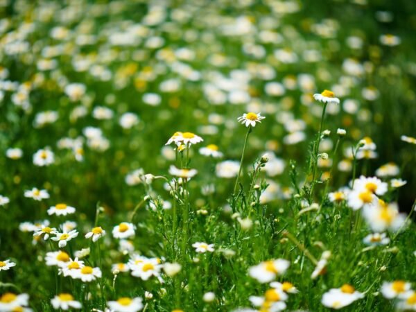 Chamomile Lawn - Roman Chamaemelum Nobile Seeds