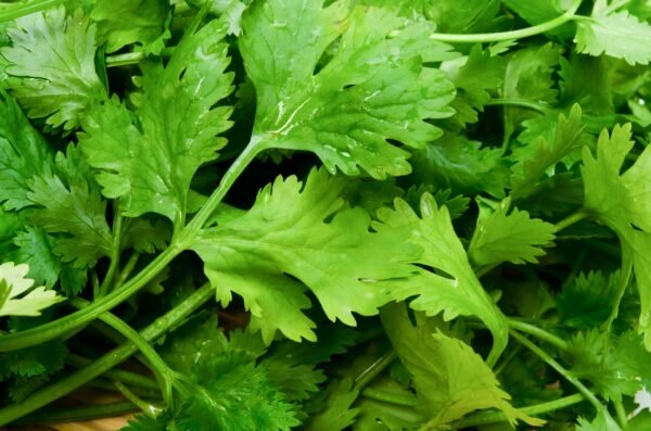 Coriander Green Aroma Seeds