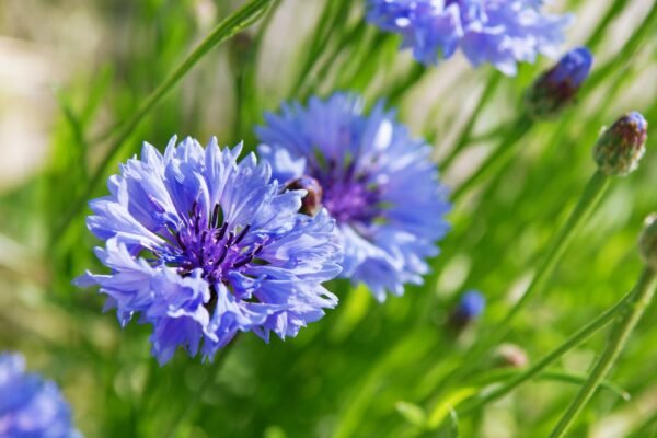 Cornflower Crown Double Strain Blue Seeds