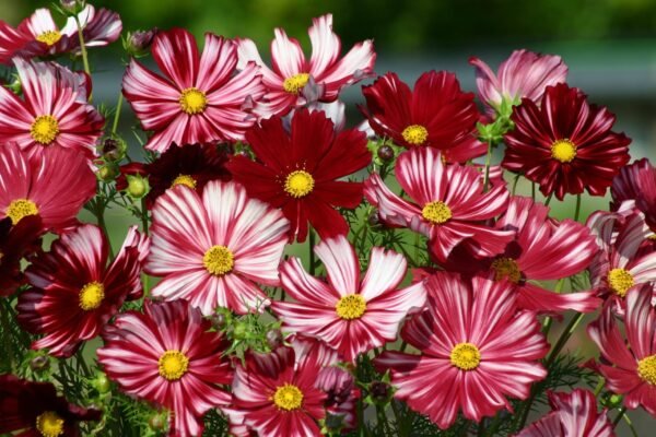 Cosmos Velouette Seeds