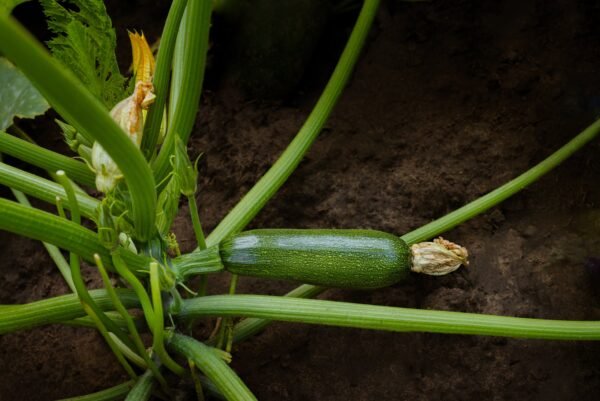 Courgette Green Bush Seeds