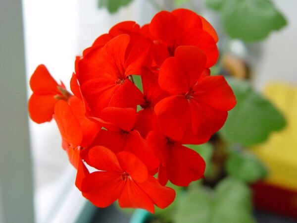 Geranium Spirit Red F2 Hybrid Seeds