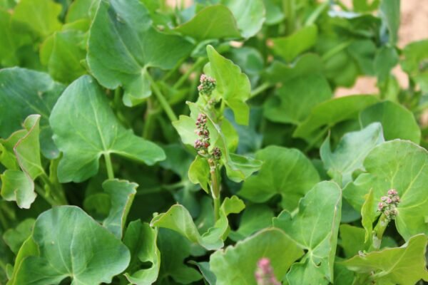 Kings Seeds Herb French Sorrel Green De Belleville Seeds