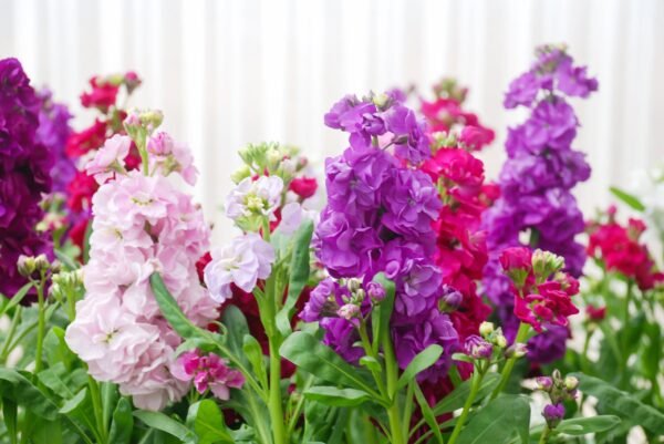 Kings Seeds Stock Brompton Mixed 100 Seeds