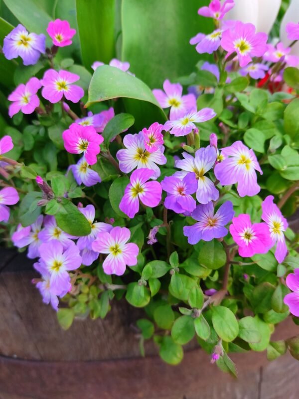Kings Seeds Stock Virginian Mixed 3500 Seeds