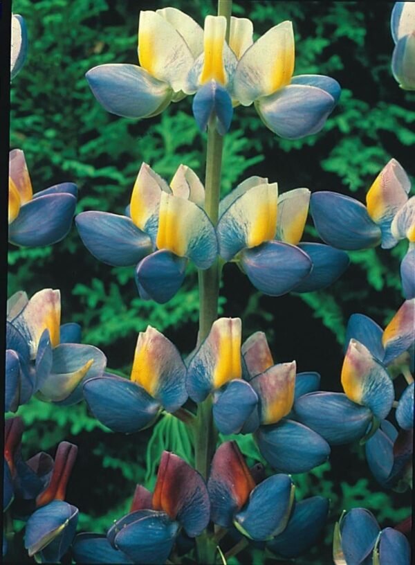 Lupin Sunrise Seeds