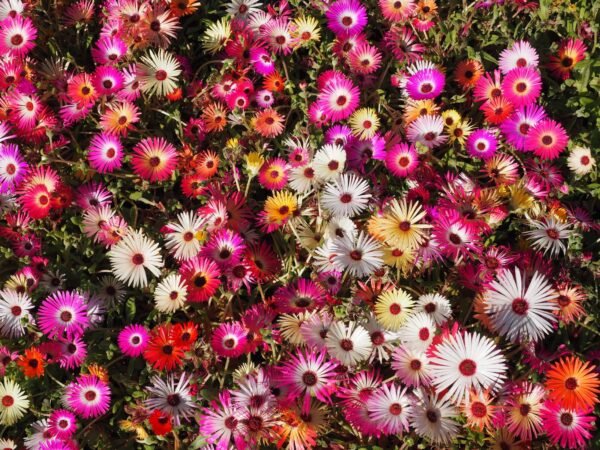 Mesembryanthemum Harlequin Seeds