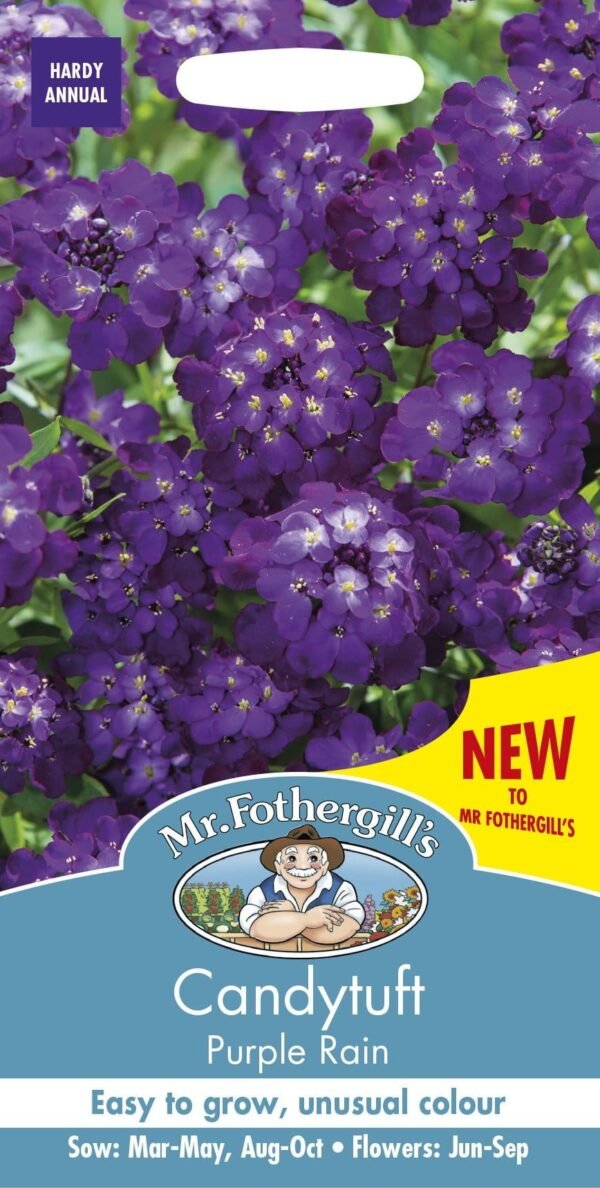 Mr Fothergills Candytuft Purple Rain 300 Seeds