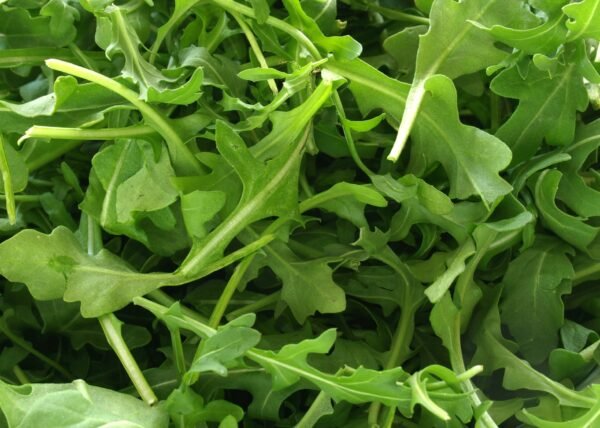 Organic Wild Rocket Seeds