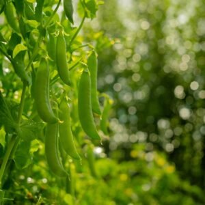Pea Hurst Green Shaft Seeds