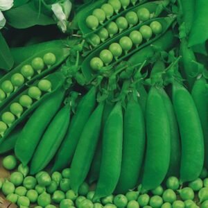 Pea Petit Pois Waverex Seeds