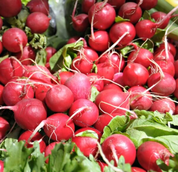 Radish Cherry Belle Seeds