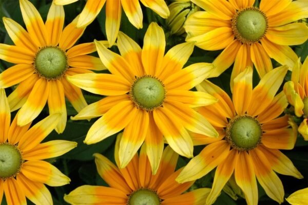 Rudbeckia Prairie Sun Seeds