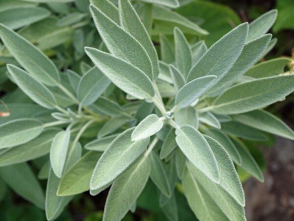 Sage Seeds Salvia officinalis