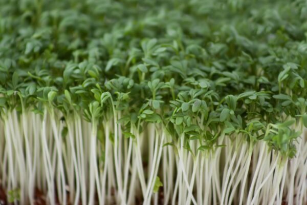 Salad Cress Common Plain Seeds