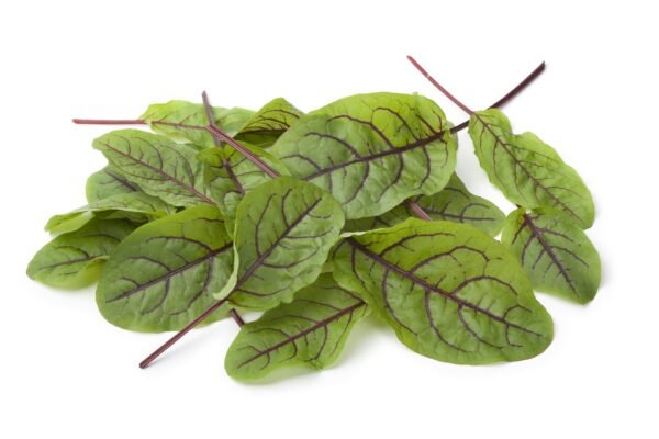 Sorrel Red Veined Seeds