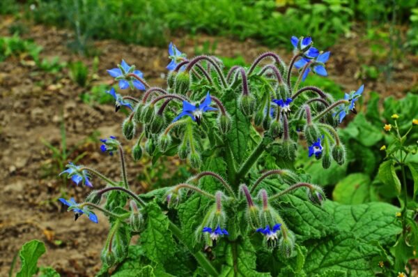 Suffolk Herbs Borage 75 Seeds