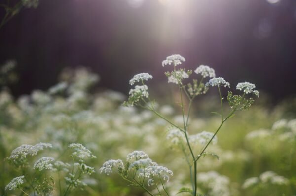 Suffolk Herbs Caraway 450 Seeds