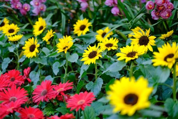 Sunflower Bambino Seeds