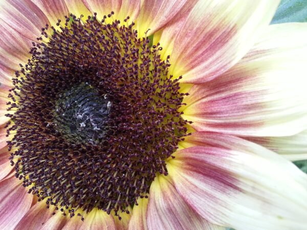 Sunflower Ruby Eclipse Seeds