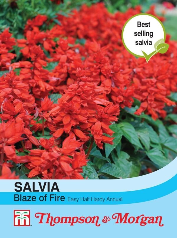 Thompson & Morgan Salvia Blaze Of Fire 100 Seed
