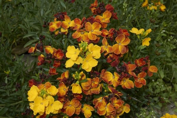 Wallflower Fair Lady Mixed Seeds