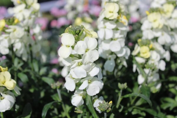 Wallflower Ivory White Seeds