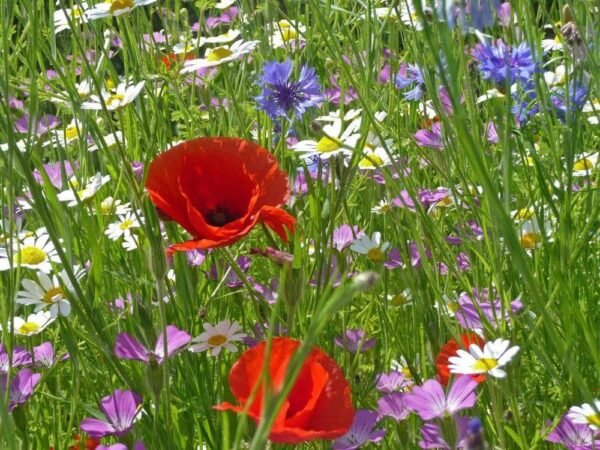 Wild Flower Special Flower Mixture Cornfield Annual Seeds