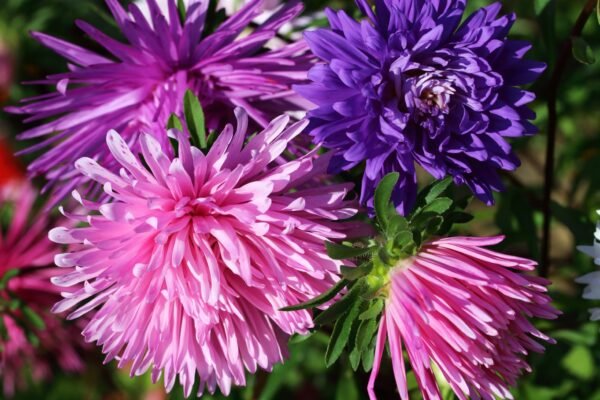 Aster Ostrich Plume Mixed Seeds