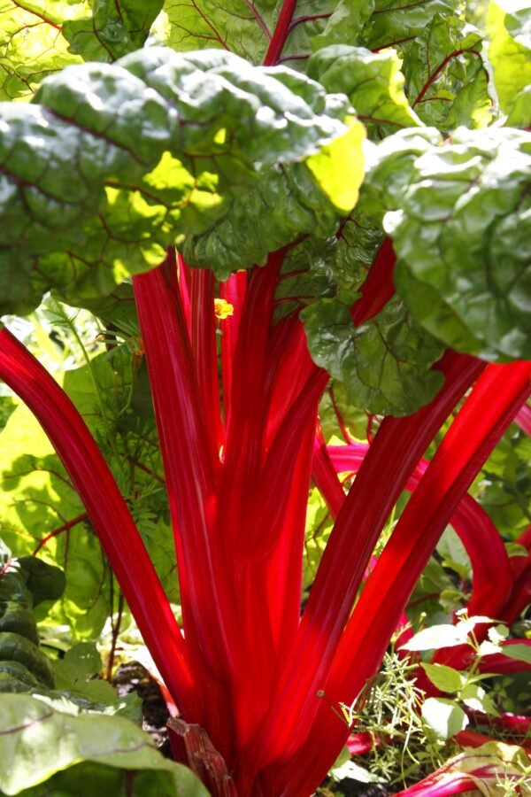 Beet Rhubarb Chard Intense Seeds