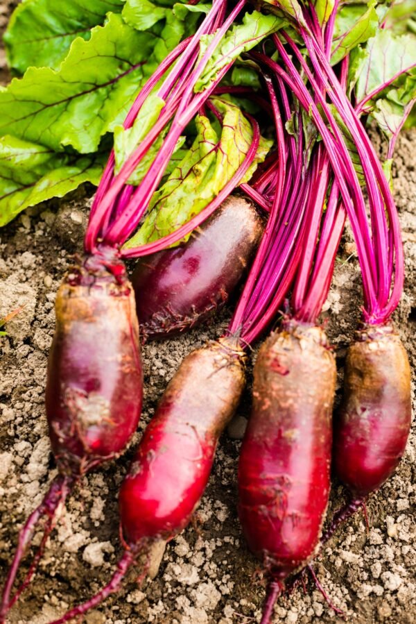 Beetroot Cylindra Seeds