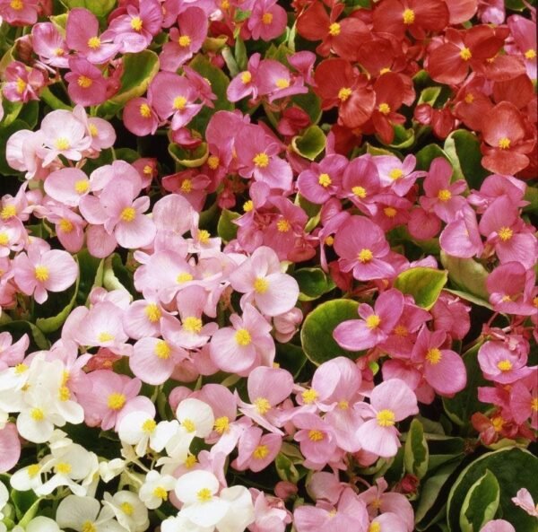 Begonia Heaven Mixed F1 Hybrid Seeds