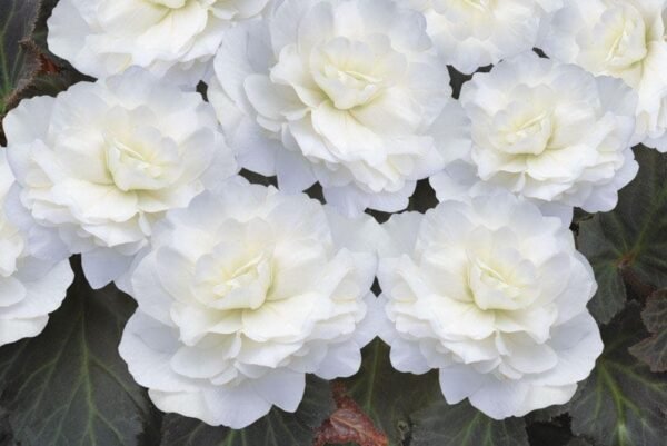 Begonia Nonstop Mocca Deep White F1 Hybrid Seeds