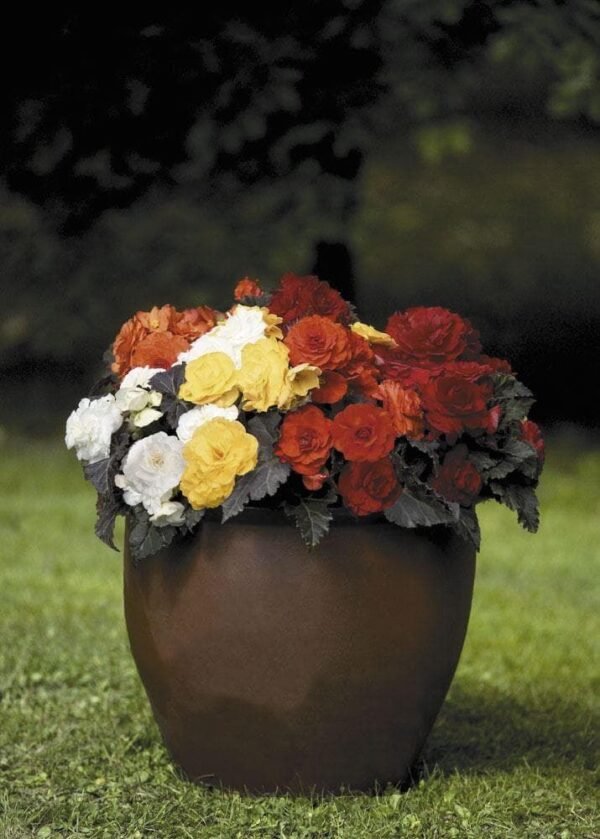 Begonia Nonstop Mocca Mixed F1 Hybrid Seeds