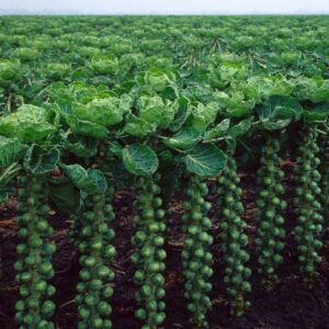 Brussels Sprout Churchill F1 Hybrid Seeds