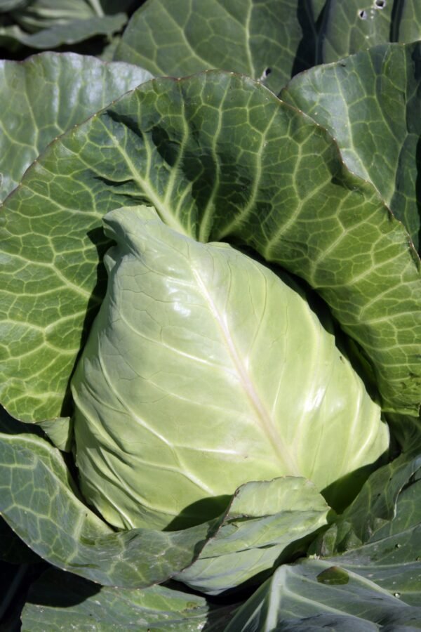 Cabbage April Seeds
