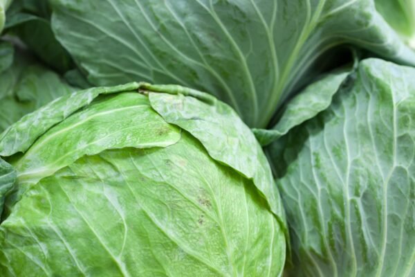 Cabbage Earliest of All (EWK) Seeds