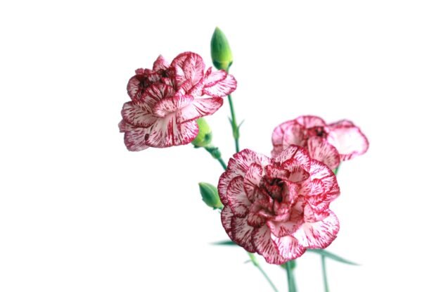 Carnation Sprite Mixture Seeds