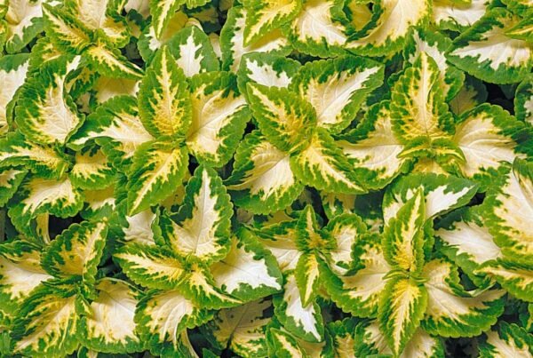 Coleus Wizard Jade Seeds