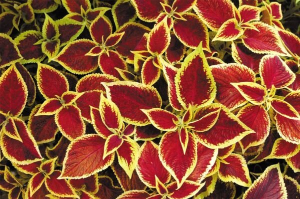Coleus Wizard Scarlet Seeds