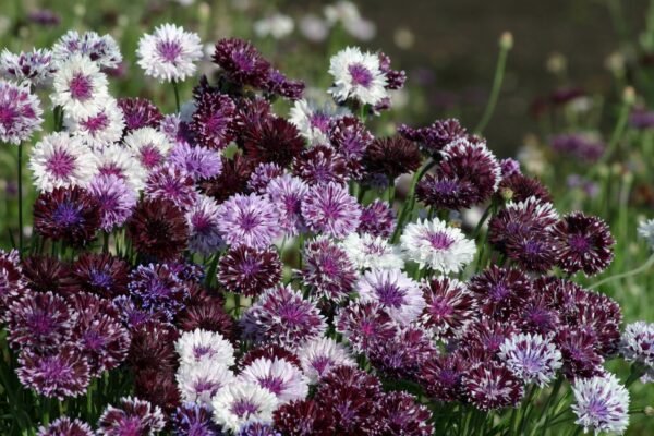 Cornflower Classic Magic Seeds