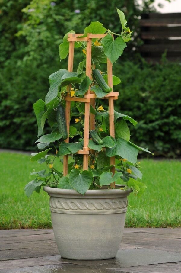 Cucumber Patio Snacker Seeds
