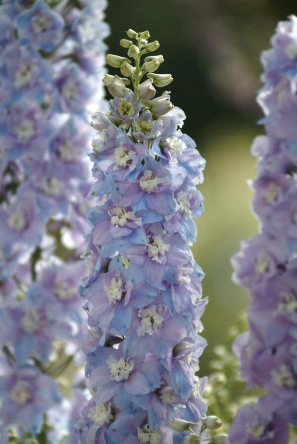 Delphinium Guardian F1 Hybrid Lavender Seeds