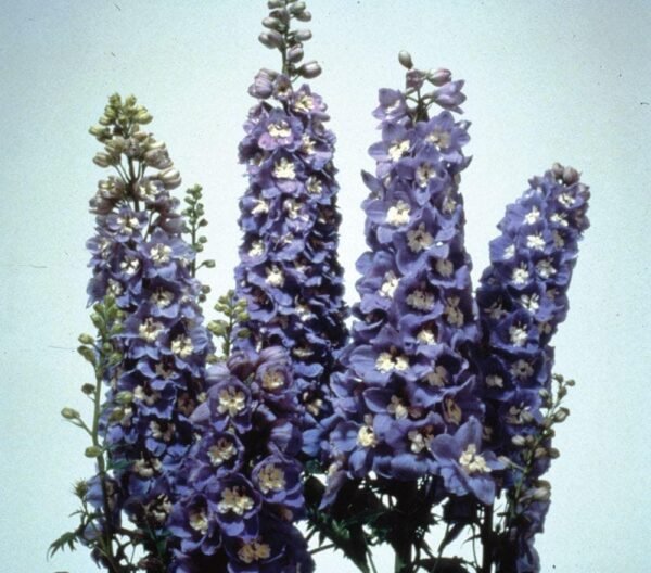 Delphinium Magic Fountains Sky Blue White Bee Seeds