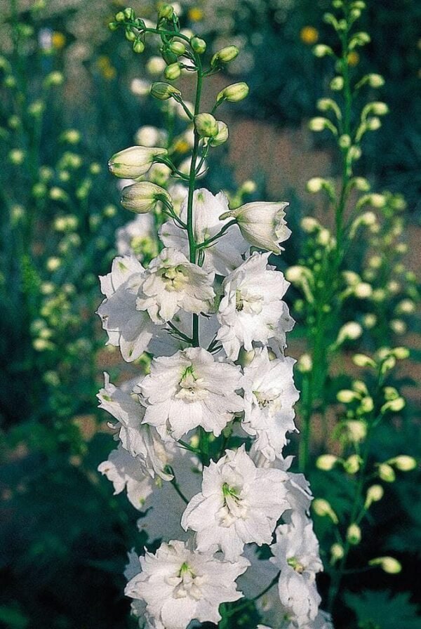 Delphinium Pacific Galahad Seeds