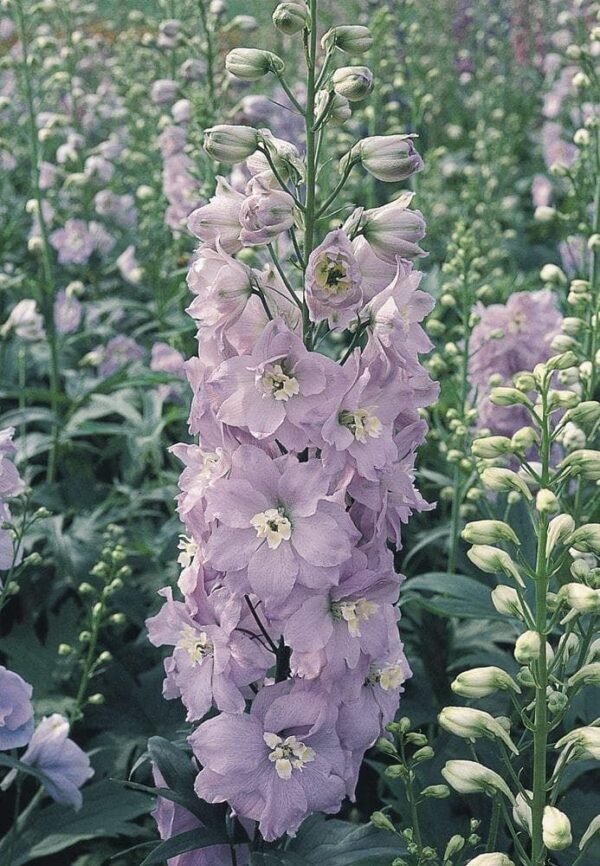 Delphinium Pacific Guinevere Seeds