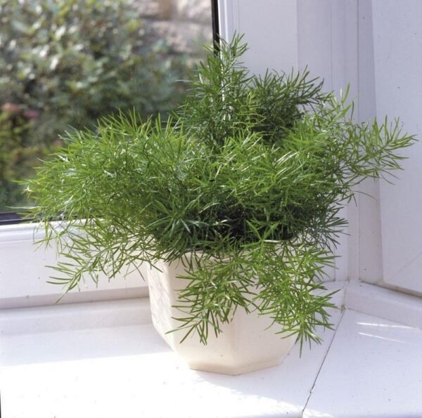 House Plant Asparagus sprengeri 50 Seeds Large Pack