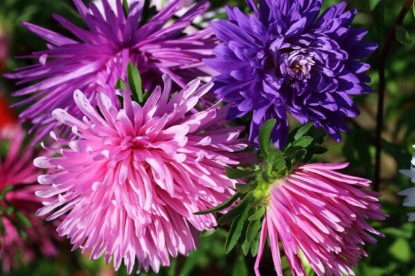 Kings Seeds Aster Ostrich Plume Mixed 250 Seeds