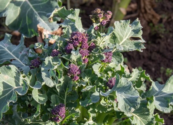 Kings Seeds Broccoli Purple Sprouting 750 Seeds